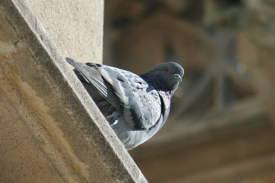 société anti-pigeons (filet, pic, répulsif)