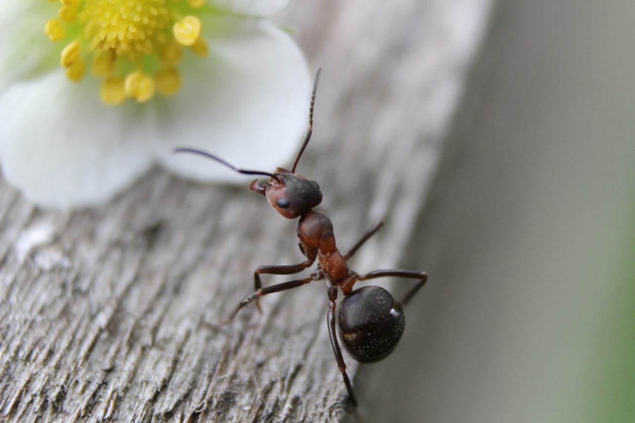 entreprise anti fourmis