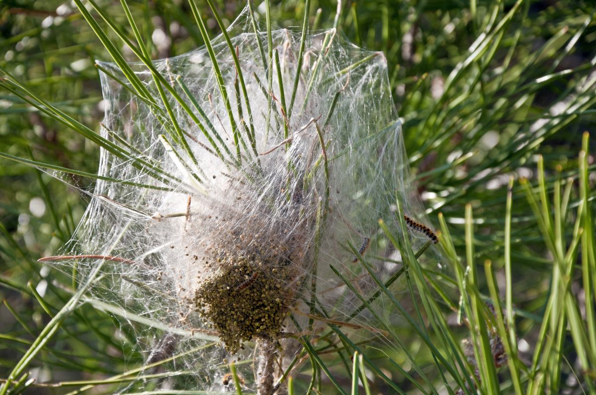 chenille processionnaire